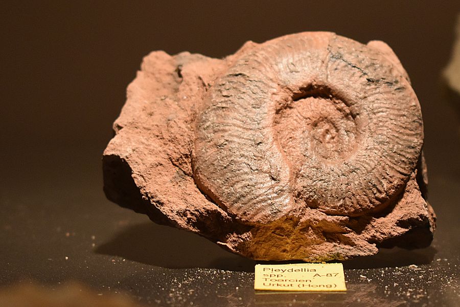 Muzeum fosilií Roseč. Zdroj: Svět Fantazie