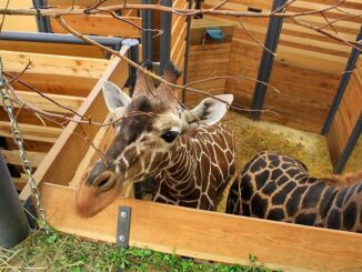 Zoo Jihlava - žirafa v zázemí