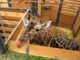 Zoo Jihlava - žirafa v zázemí