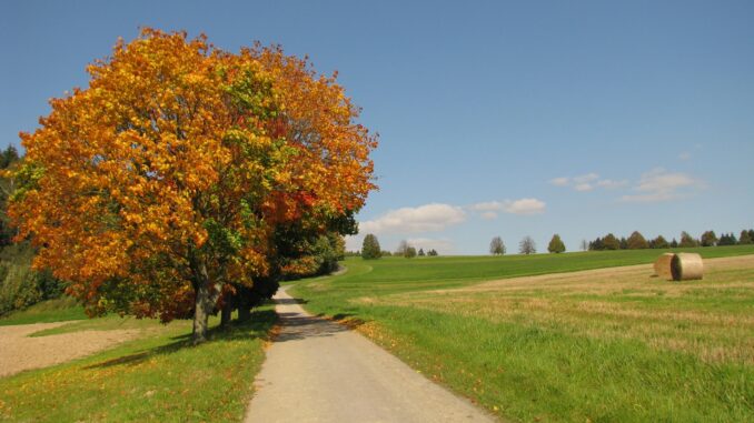 Cesta na Ostaš, podzim, stromy