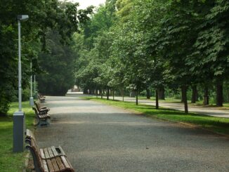Praha - Park, stromy, příroda