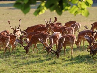 Obora Hukvaldy. Foto: Miroslav Bitter. Zdroj: Informační a kulturní centrum obce Hukvaldy