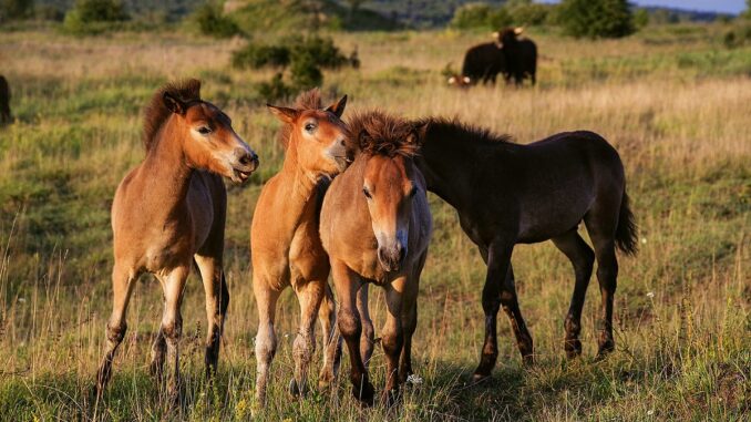 Hříbata Exmoorských pony