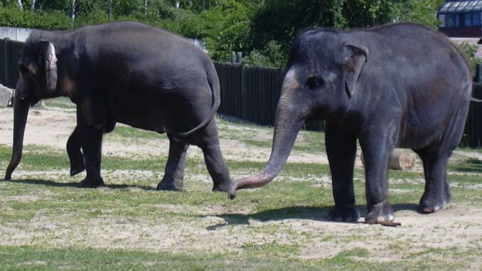 Sloni v Zoo Ústí nad Labem 