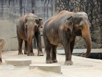 Zoo Liberec a sloni