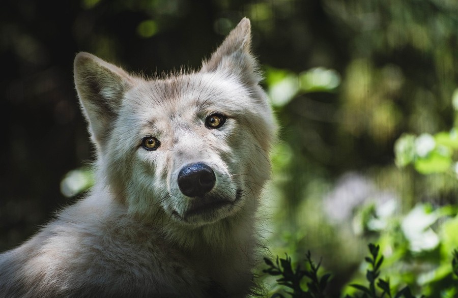 Vlk z brněnské zoologické zahrady. Zdroj: Pixabay.com
