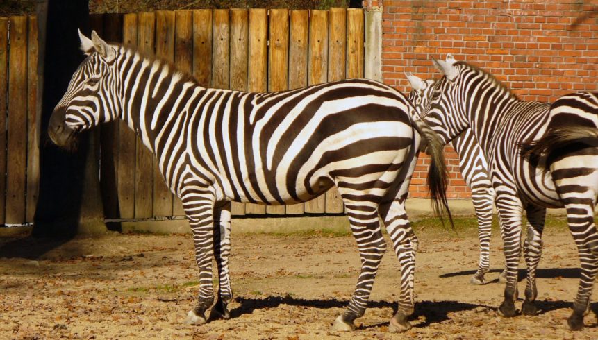 Zoo Liberec a jejich zebry