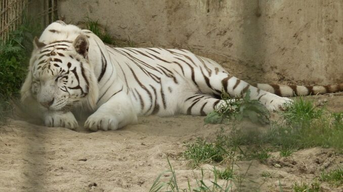 Tygr bílý v Zoo Dvorec