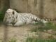 Tygr bílý v Zoo Dvorec