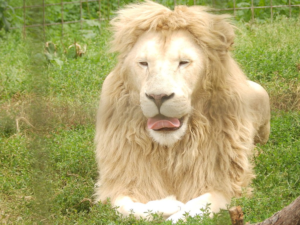 Lev bílý