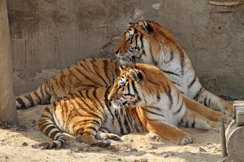 Ringelland Habrkovice má tygry sibiřské