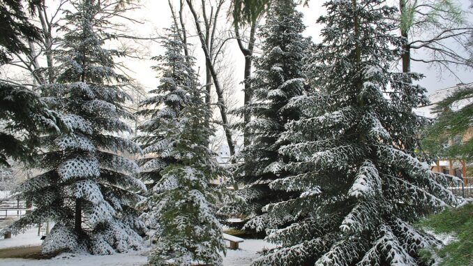 Vnitřní areál v zimě-Arboretum Žampach