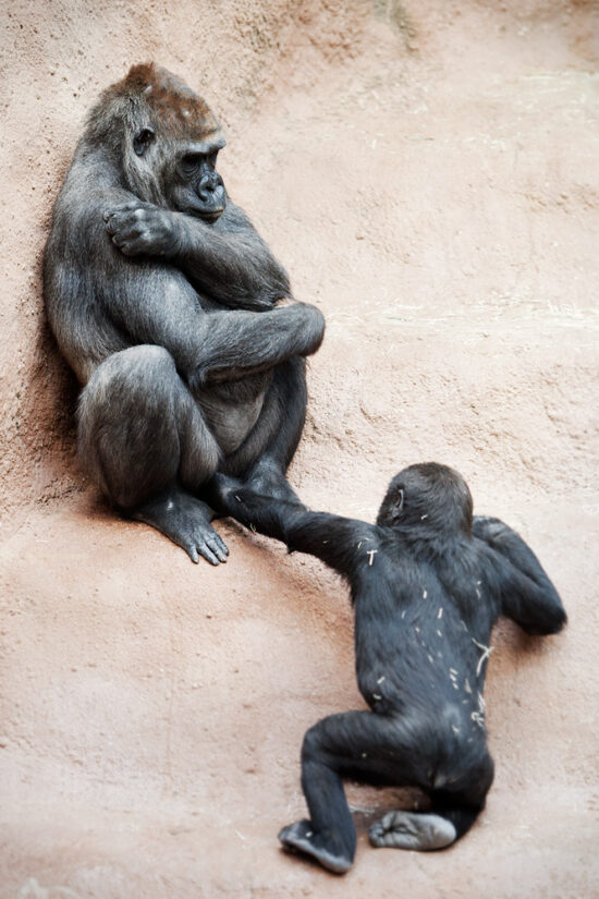 Gorila nížinná-Zoo Praha
