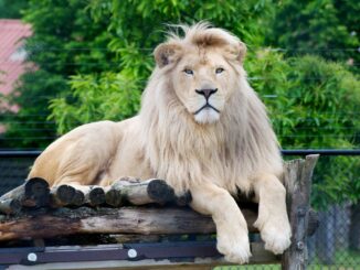 Zoopark Karlštejn. bílý lev Leon