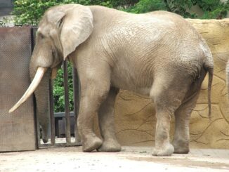 Slon v Safari parku Dvůr Králové