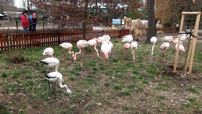 Zoo Hodonín chová plameňáky