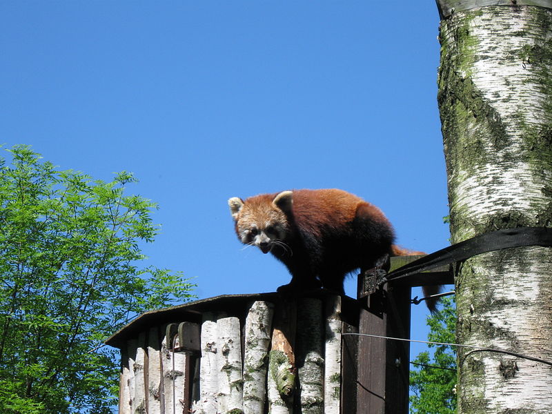 Zoologická zahrada Ostrava – panda červená. Zdroj: Lukáš Mižoch (CC BY 3.0)