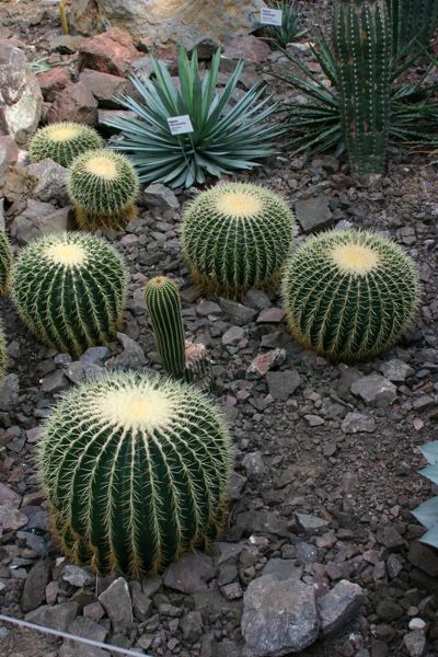 Kaktusy v botanické zahradě. Zdroj: Pavel.satrapa (CC BY-SA 3.0)