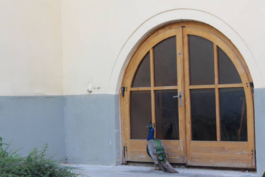 Zahrady zámku Třeboň obývají pávi. Foto: Alice Suchá