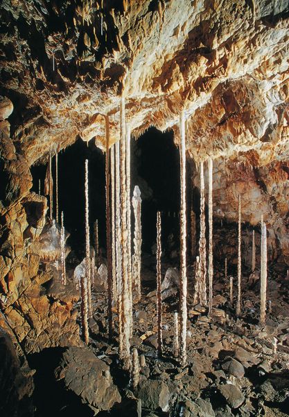 Bambusový lesík zdobí Kateřinskou jeskyni. Zdroj: Správa jeskyní České republiky