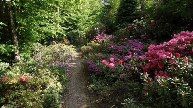Cestička mezi květenou. Zdroj: Arboretum Šmelcovna Boskovice