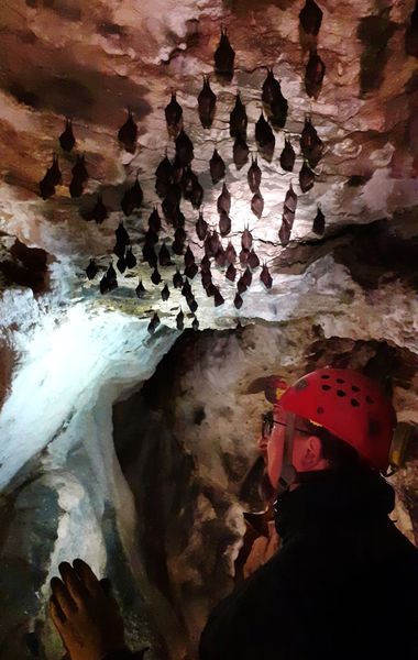 Sčítání netopýrů v jeskyni Na Špičáku. Zdroj: Správa jeskyní ČR