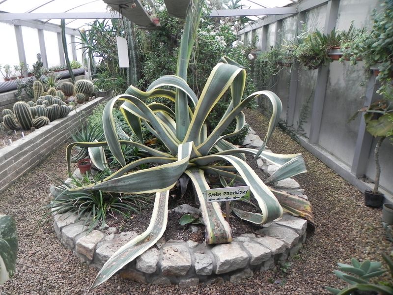Kaktusy a sukulenty. Zdroj Botanická zahrada při VOŠ a SZeŠ v Táboře
