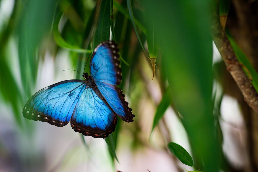 Motýlí krasavec v modrém. Zdroj: Papilonia Praha