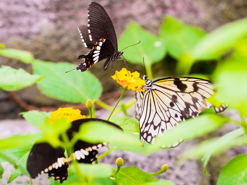Motýlí tanec mezi květenou. Zdroj: Papilonia Praha