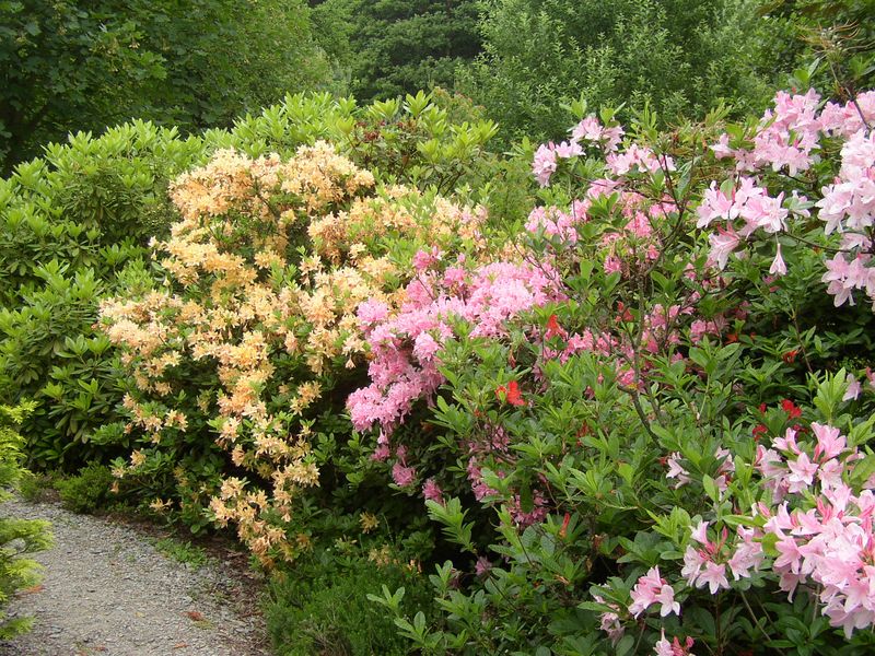 Oslnivá krása kvetoucích keřů. Zdroj: Arboretum Šmelcovna Boskovice