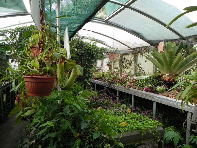 Rostliny ve skleníku. Zdroj Botanická zahrada při VOŠ a SZeŠ v Táboře