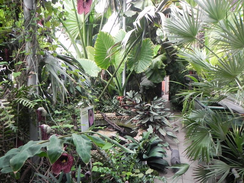 Táborské arboretum. Zdroj: Botanická zahrada při VOŠ a SZeŠ v Táboře