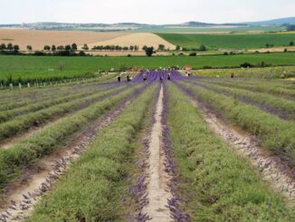 Levandulová farma Starovičky. Foto: Pixabay.com