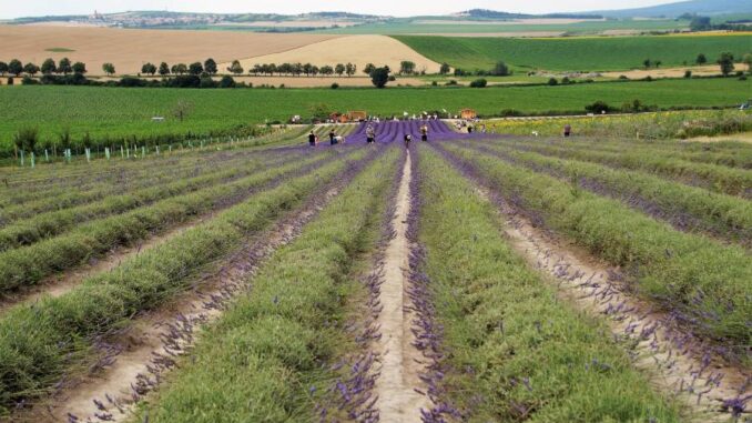 Levandulová farma Starovičky. Foto: Pixabay.com