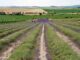 Levandulová farma Starovičky. Foto: Pixabay.com