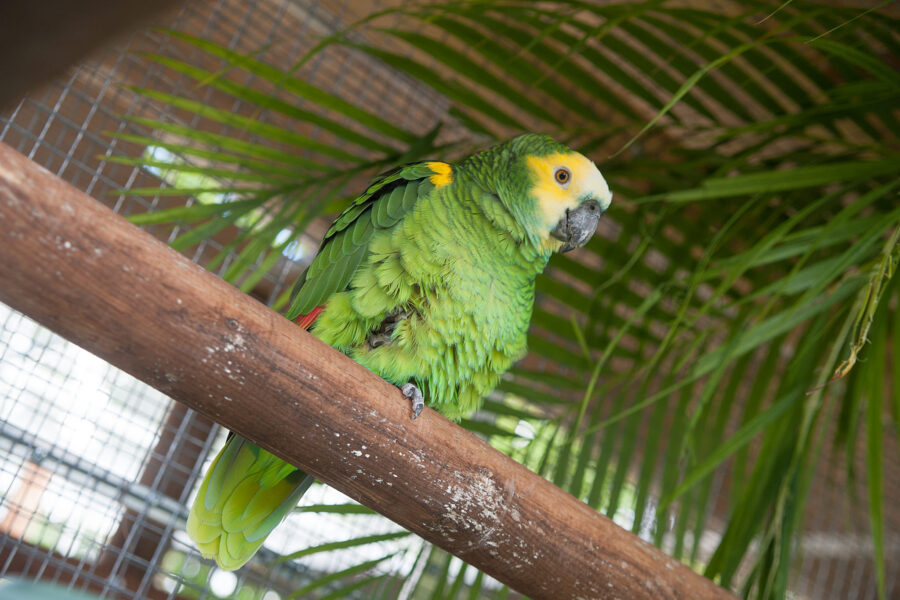 Arny (amazoňan modročelý) Foto: Papouščí ráj