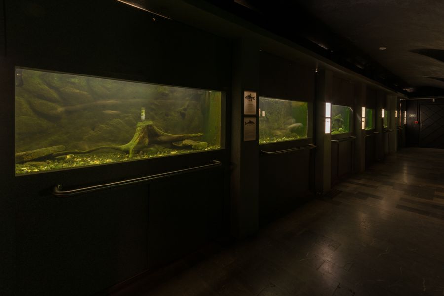 Akvarijní expozice v píseckém muzeu. Zdroj foto: Prácheňské muzeum v Písku