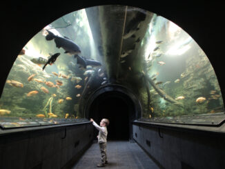 Obří akvárium Hradec Králové. Foto: Obří akvárium