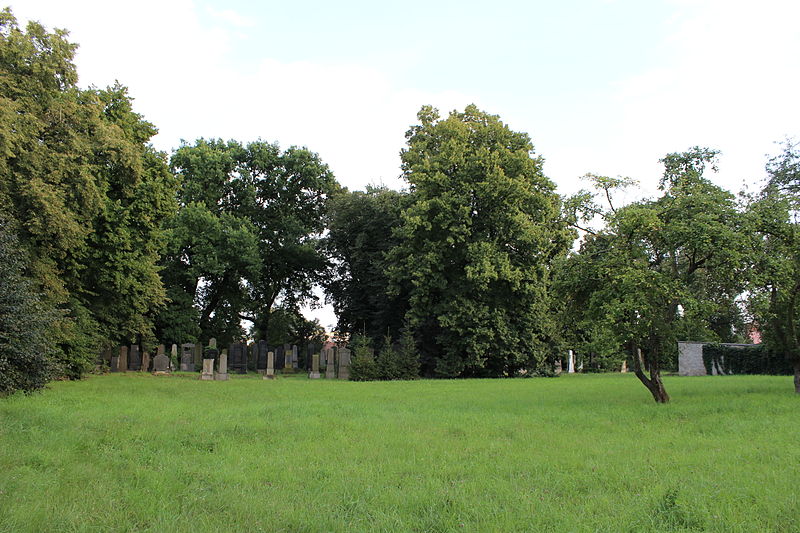 Památné stromy na židovském hřbitově v Brandýse nad Labem. Autor: Jan Polák. Zdroj: Wikimedia Commons CC BY-SA 3.0