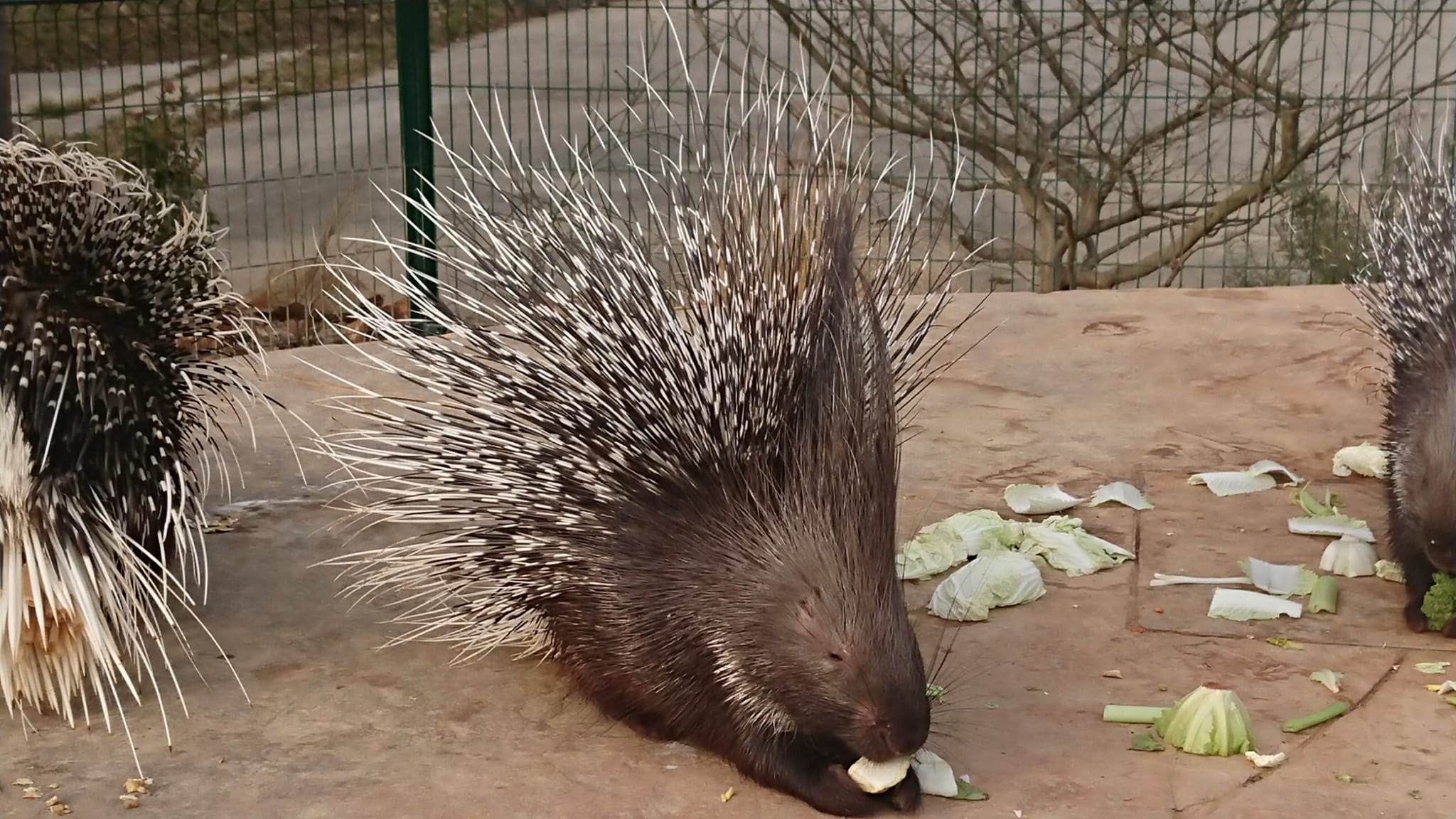 Zvířata lákají malé i velké. Zdroj: Hnátnická Jaroslava