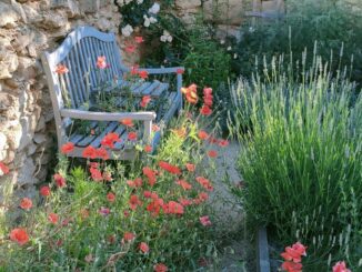 Zahradní koutek s lavičkou a vůní bylin. Zdroj foto: Levandule – bylinková zahrada, Dřevčice u Dubé