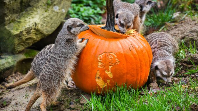Halloween v Zoo Zlín