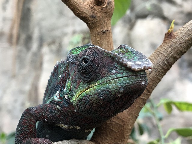 Dětský maškarní karneval, chameleon. Ilustrační foto. Zdroj: Mbrickn/https://commons.wikimedia.org/