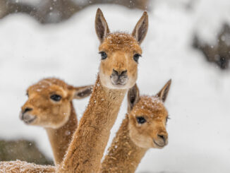 Na Štědrý den do Zoo Děčín. Zdroj: Zoo Děčín. Poskytla: Ajka Houšková.