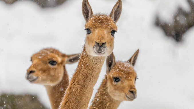 Na Štědrý den do Zoo Děčín. Zdroj: Zoo Děčín. Poskytla: Ajka Houšková.