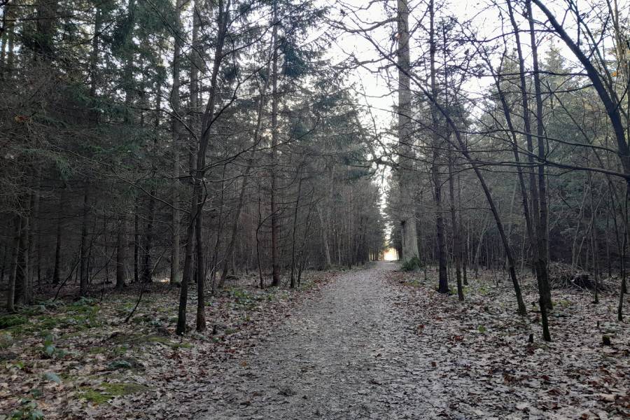 Branišovský les. Foto: Gabriela Zítková