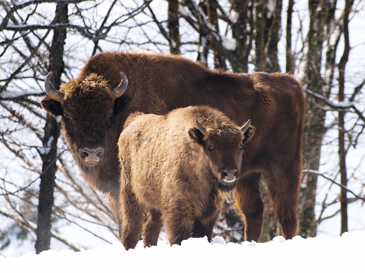 minizoo Wapiti, Český Krumlov