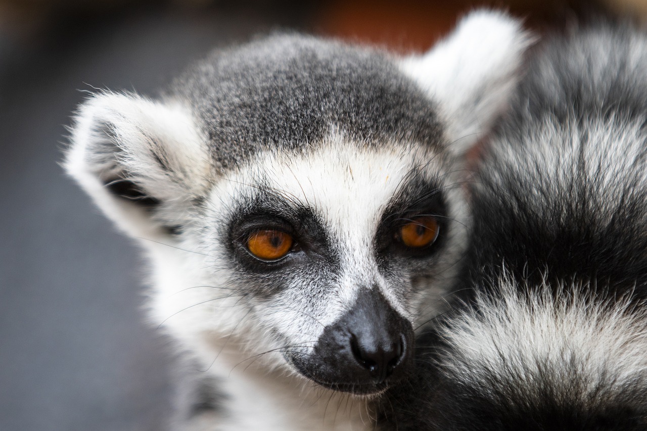 Frýdek Místek Minizoo Vendryně