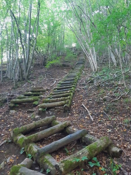 Dřevěný žebřík na Grázlovu vyhlídku. Jihomoravský kraj, okres Znojmo. Foto: Anna Petruželková