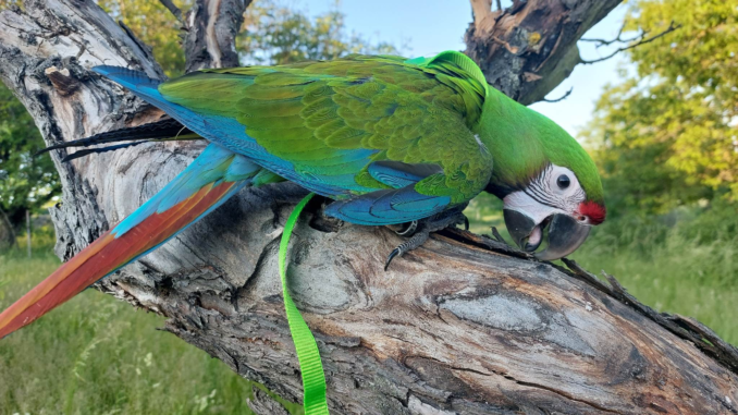 Roztáhněte křídla a leťte – ukázka papoušků v botance. Zdroj: Pad Parrots z. s.